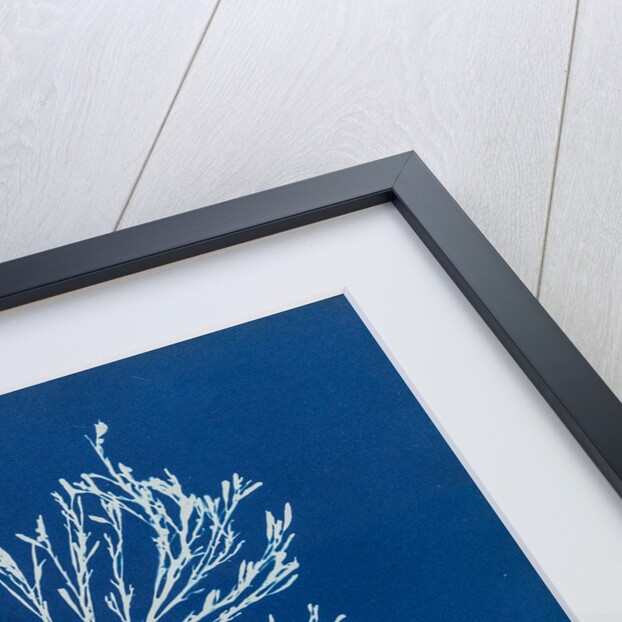 Sea oak by Anna Atkins