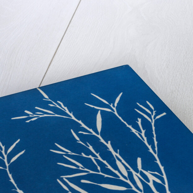 Sea oak by Anna Atkins