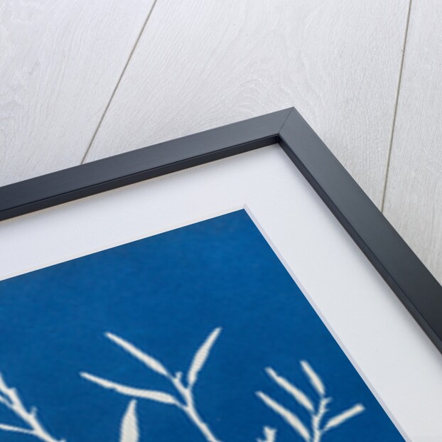 Sea oak by Anna Atkins