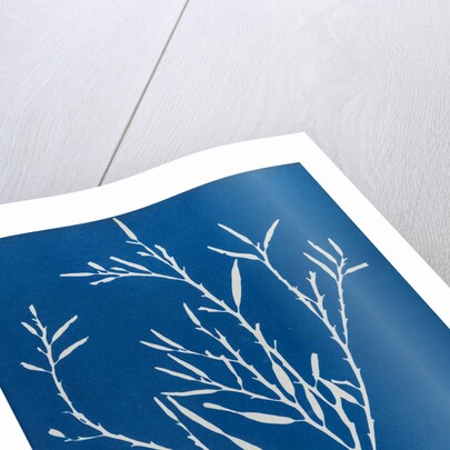 Sea oak by Anna Atkins