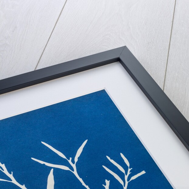 Sea oak by Anna Atkins