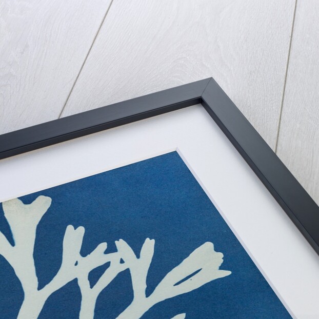 Fucus vesiculosus by Anna Atkins