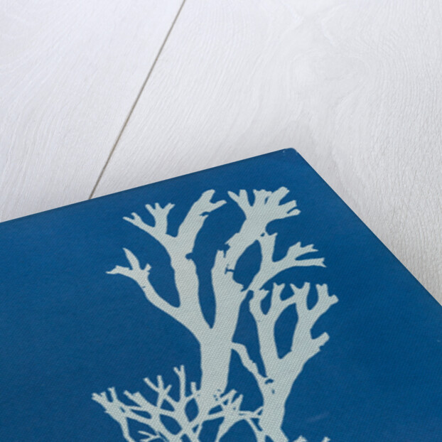 Horned wrack by Anna Atkins