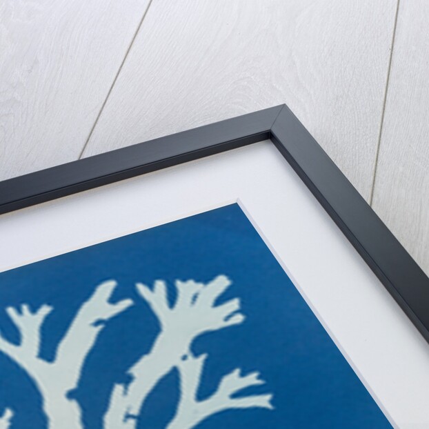 Horned wrack by Anna Atkins