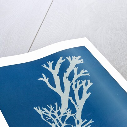 Horned wrack by Anna Atkins