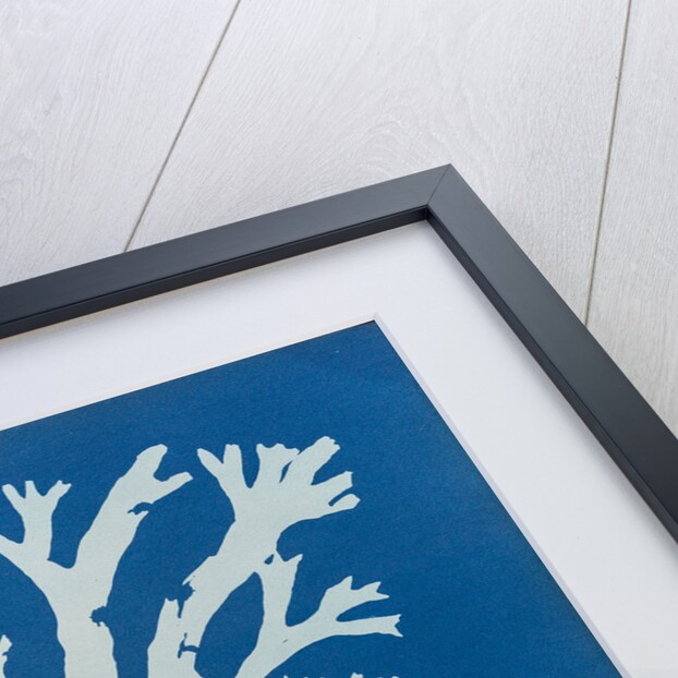 Horned wrack by Anna Atkins