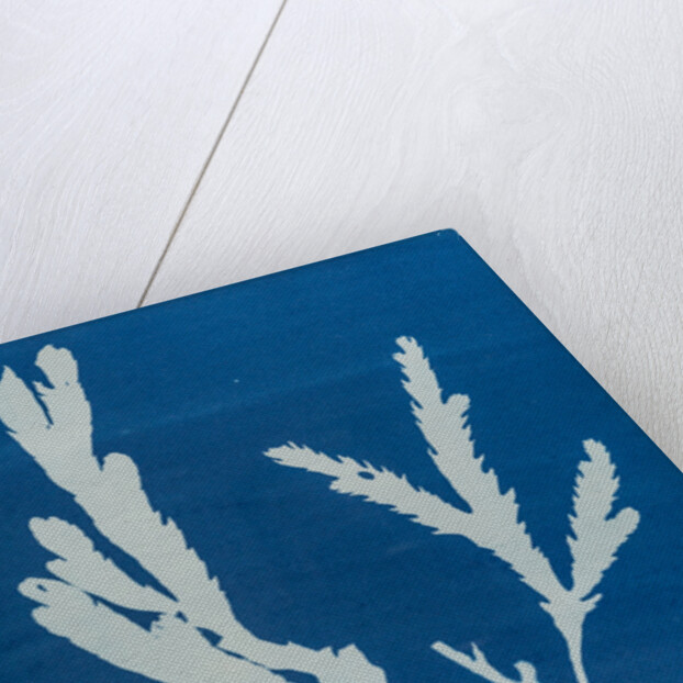 Toothed wrack by Anna Atkins