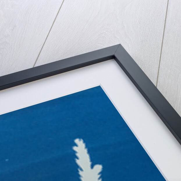 Toothed wrack by Anna Atkins