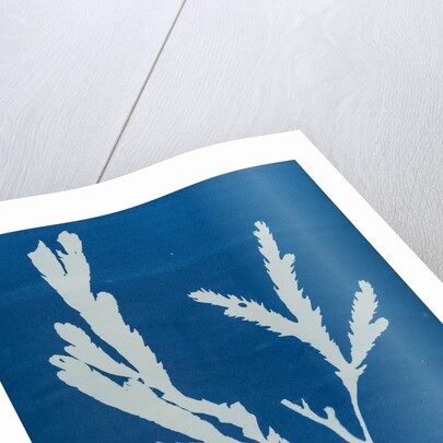 Toothed wrack by Anna Atkins
