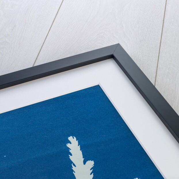 Toothed wrack by Anna Atkins