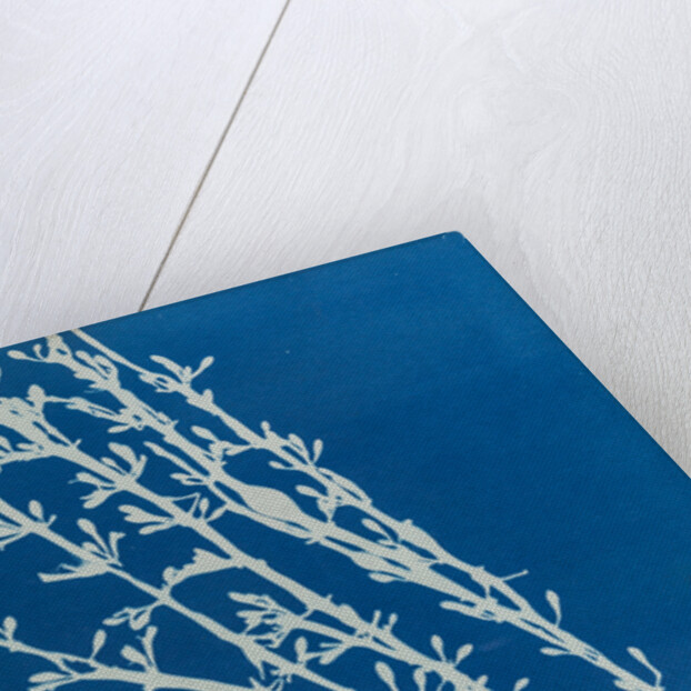 Fucus nodosus by Anna Atkins