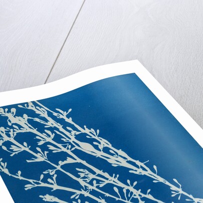 Fucus nodosus by Anna Atkins