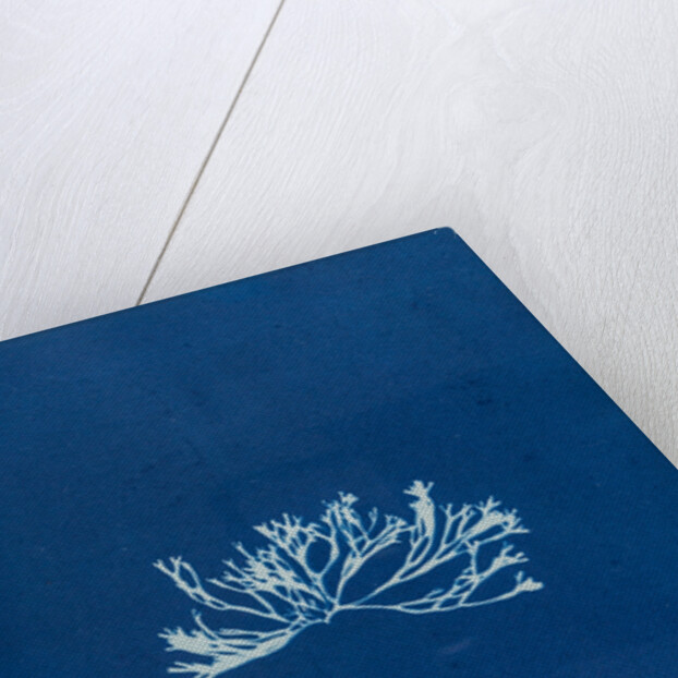 Fucus canaliculatus by Anna Atkins