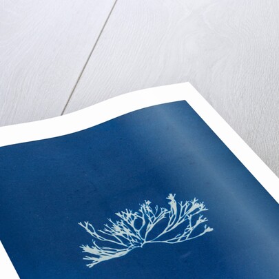 Fucus canaliculatus by Anna Atkins