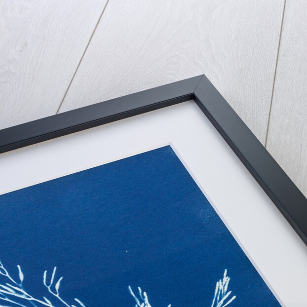 Fucus tuberculatus by Anna Atkins