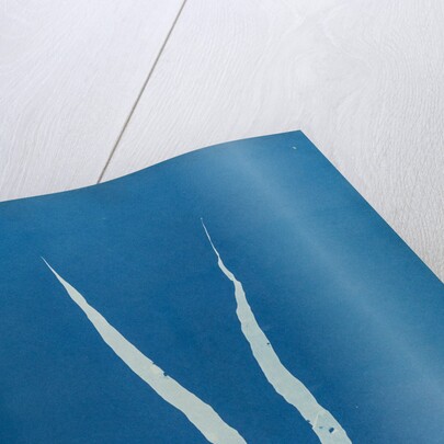 Laminaria fascia by Anna Atkins