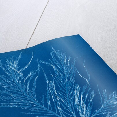 Sea sorrel by Anna Atkins