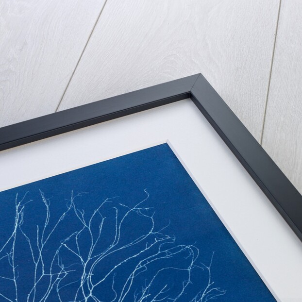 Sporochnus rhizodes by Anna Atkins