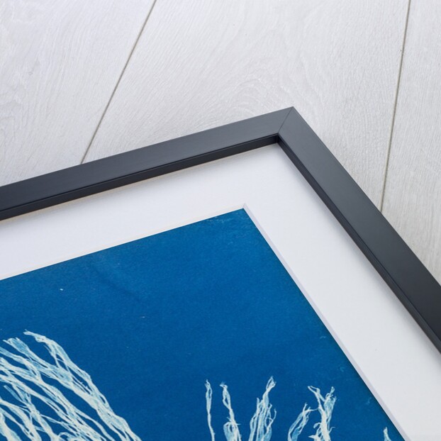 Cutleria multifida by Anna Atkins