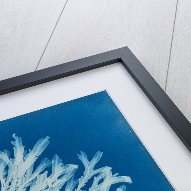 Halyseris polypodioides by Anna Atkins