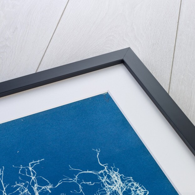 Dictyota dichotoma by Anna Atkins