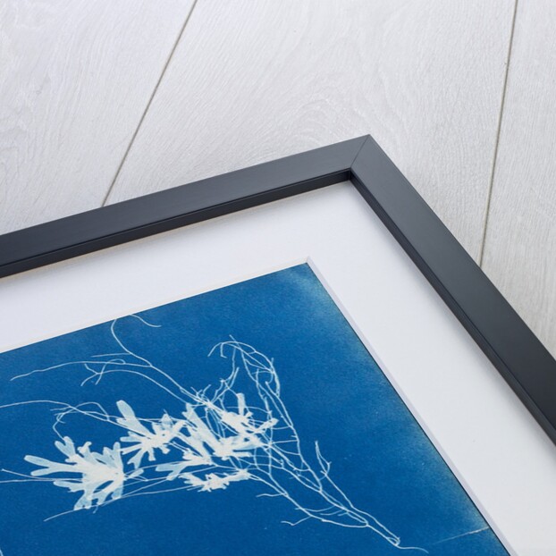 Dictyota dichotoma by Anna Atkins