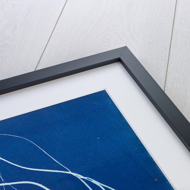 Sea lace by Anna Atkins