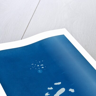 Sphacelaria velutina by Anna Atkins