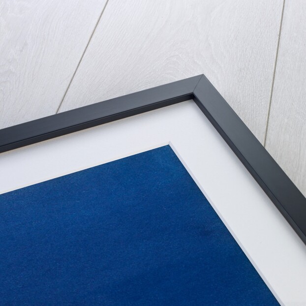 Ectocarpus siliculosus by Anna Atkins