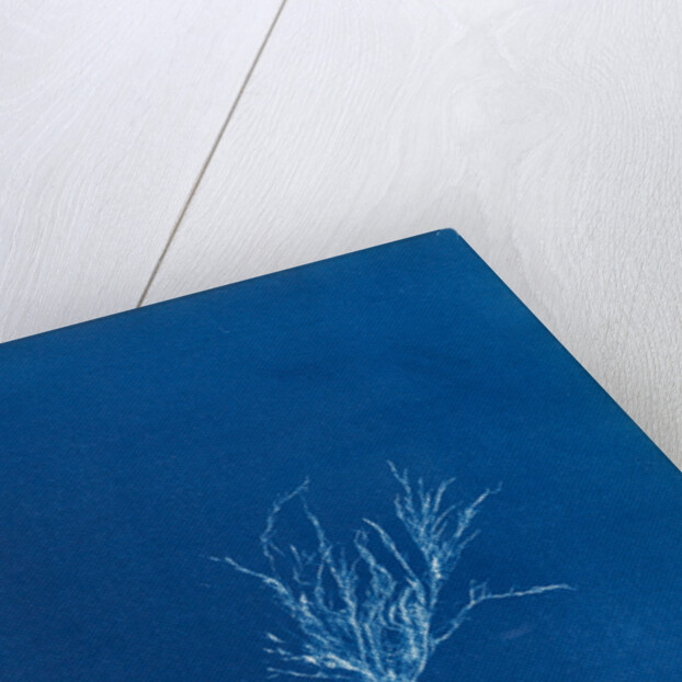 Ecrocarpus granulosus by Anna Atkins