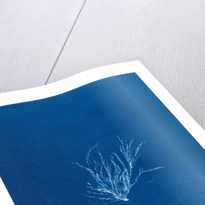 Ecrocarpus granulosus by Anna Atkins