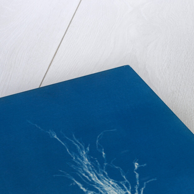 Ectocarpus mertensii by Anna Atkins