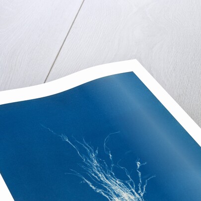 Ectocarpus mertensii by Anna Atkins