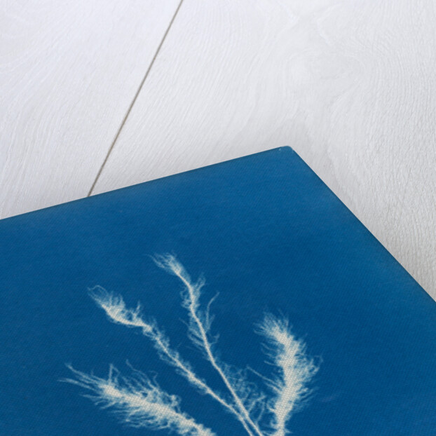 Myriotrichia filiformis by Anna Atkins