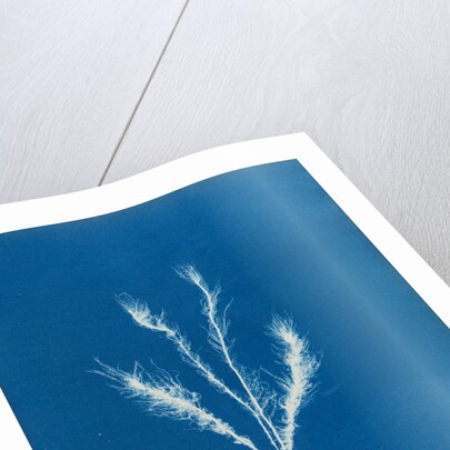 Myriotrichia filiformis by Anna Atkins