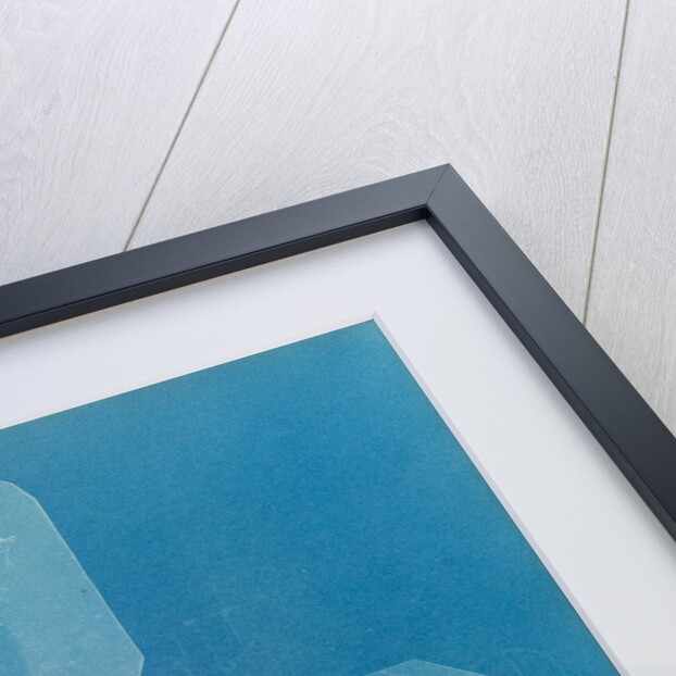 Gloiosiphonia capillaris by Anna Atkins