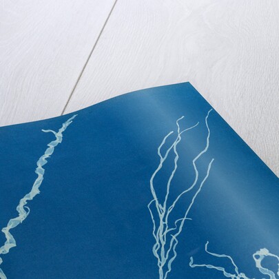 Dumont's tubular weed by Anna Atkins