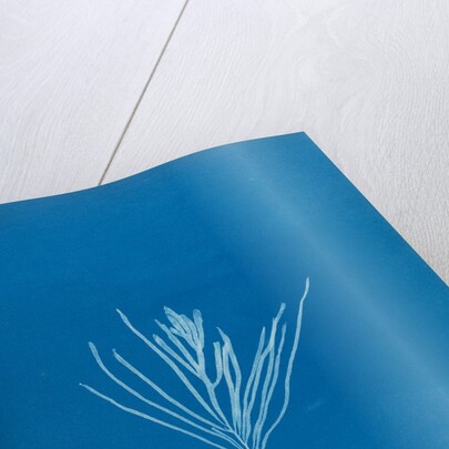 Sea spider weed by Anna Atkins