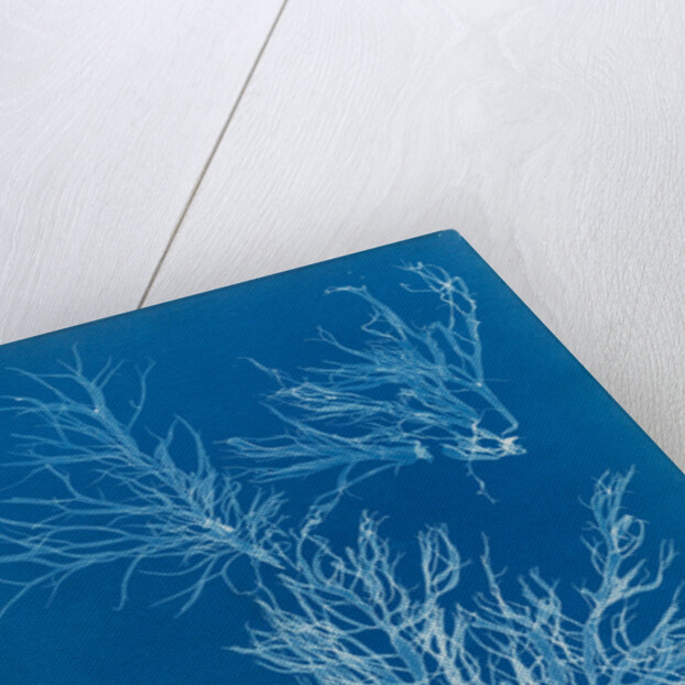 Sea spider weed by Anna Atkins