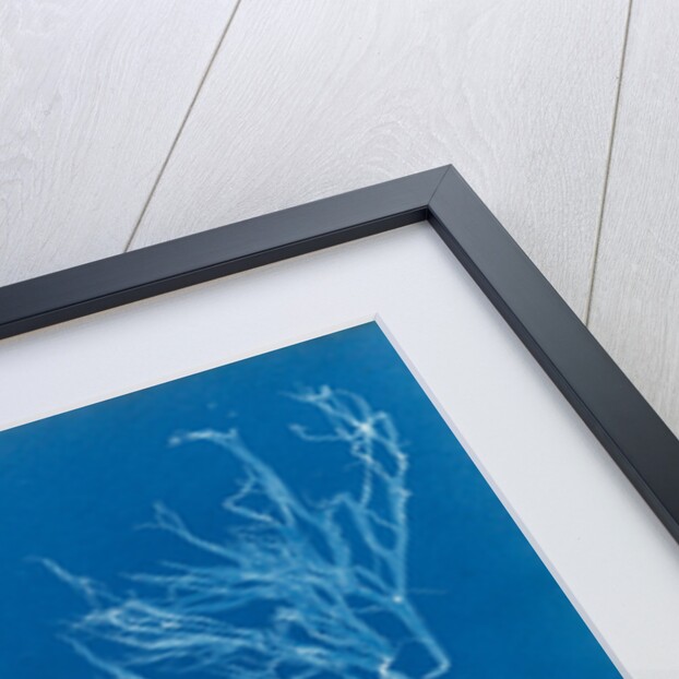 Sea spider weed by Anna Atkins