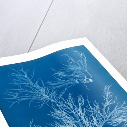 Sea spider weed by Anna Atkins