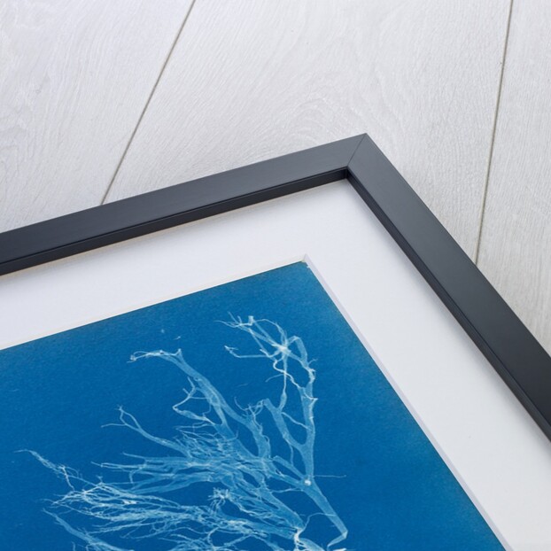Sea spider weed by Anna Atkins