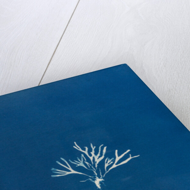 Halymenia furcellaria by Anna Atkins