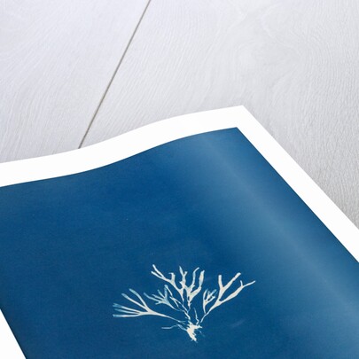 Halymenia furcellaria by Anna Atkins