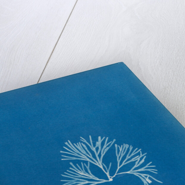 Halymenia furcellata by Anna Atkins