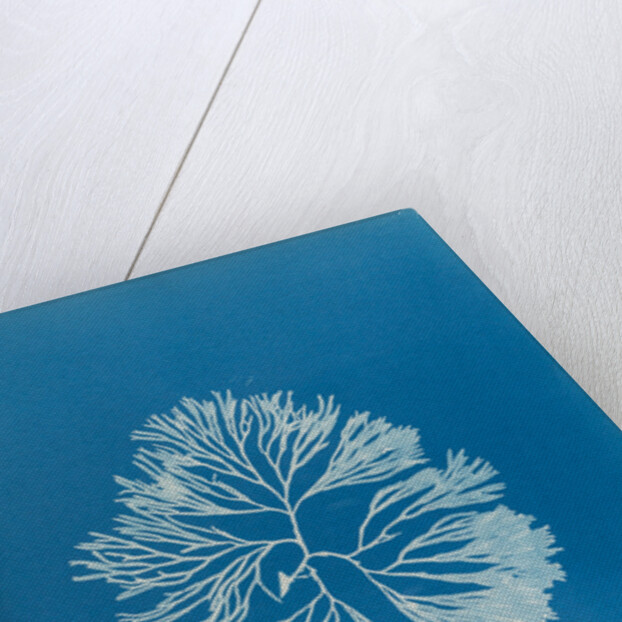 Halymenia furcellata by Anna Atkins