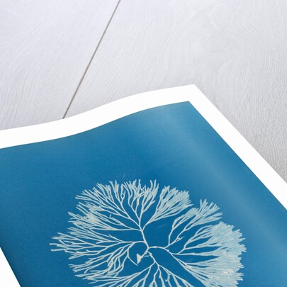 Halymenia furcellata by Anna Atkins