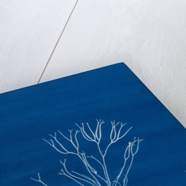 Dicoid forked weed by Anna Atkins