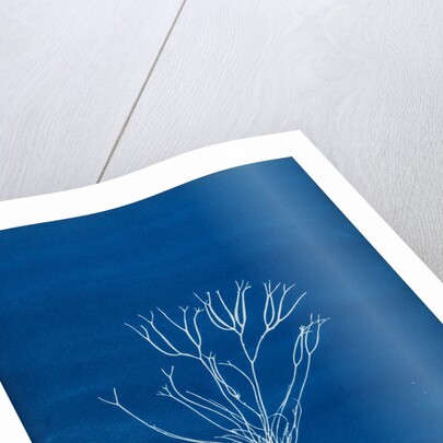 Dicoid forked weed by Anna Atkins