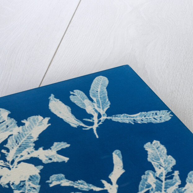 Sea beech by Anna Atkins